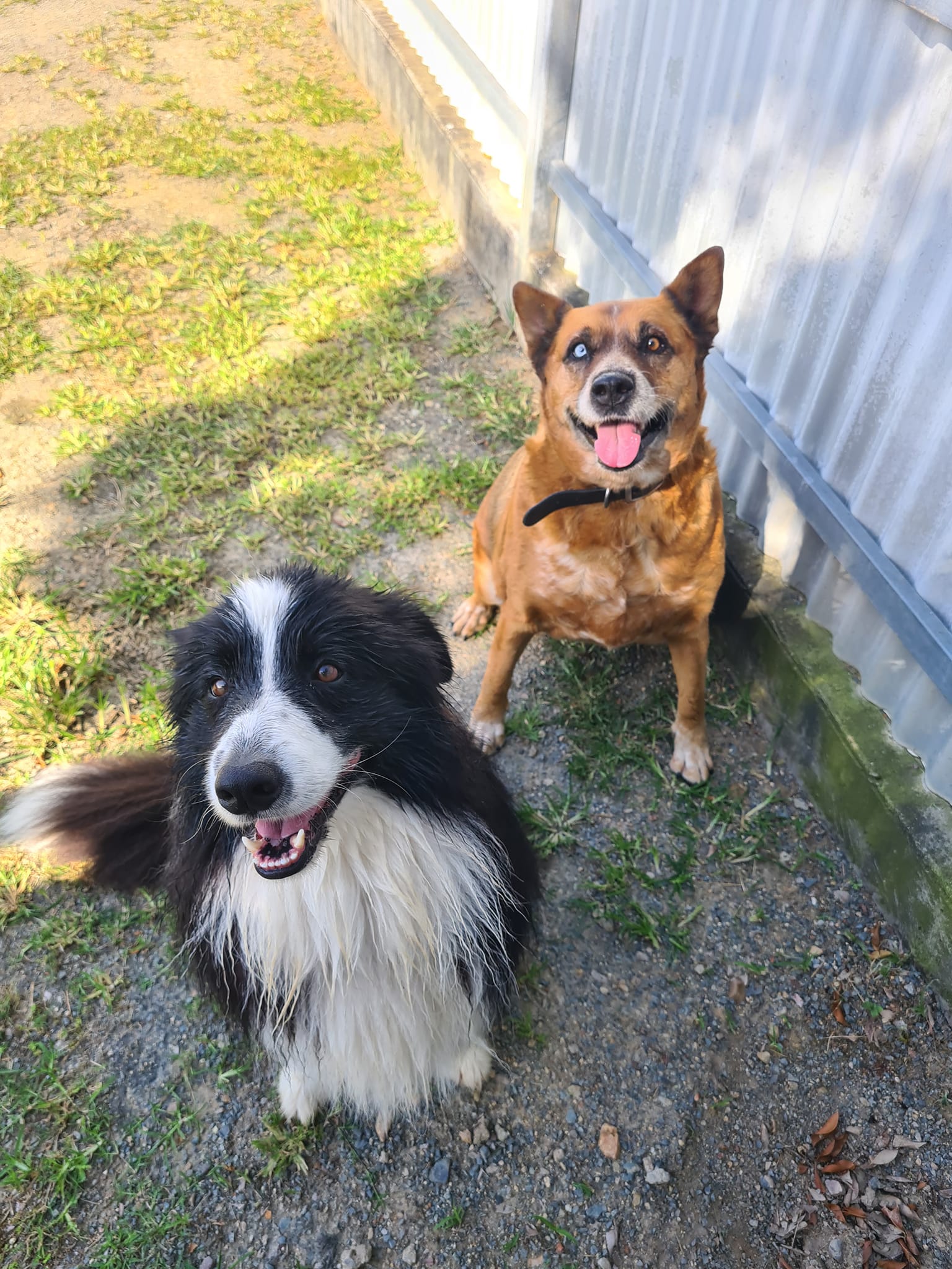 Two happy dogs - Pet Boarding House in Gladstone