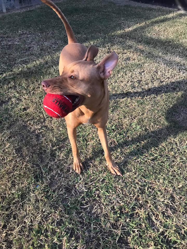 Brown dog with a red ball - Pet Boarding House in Gladstone