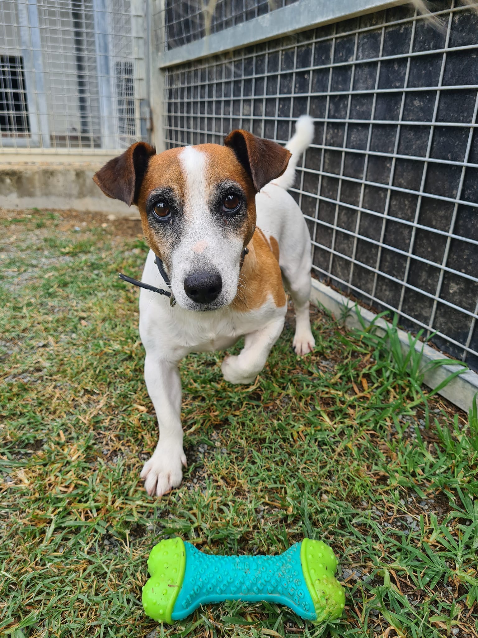 A small dog with a chew toy  - Pet Boarding House in Gladstone
