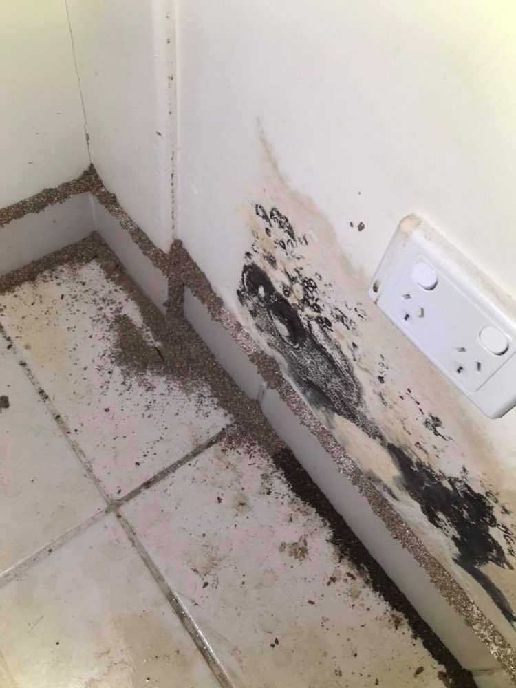 Debris and Stains on a Wall Corner Near a Power Outlet, Indicating a Pest Activity — Arafura Pest Control Darwin In Yarrawonga, NT