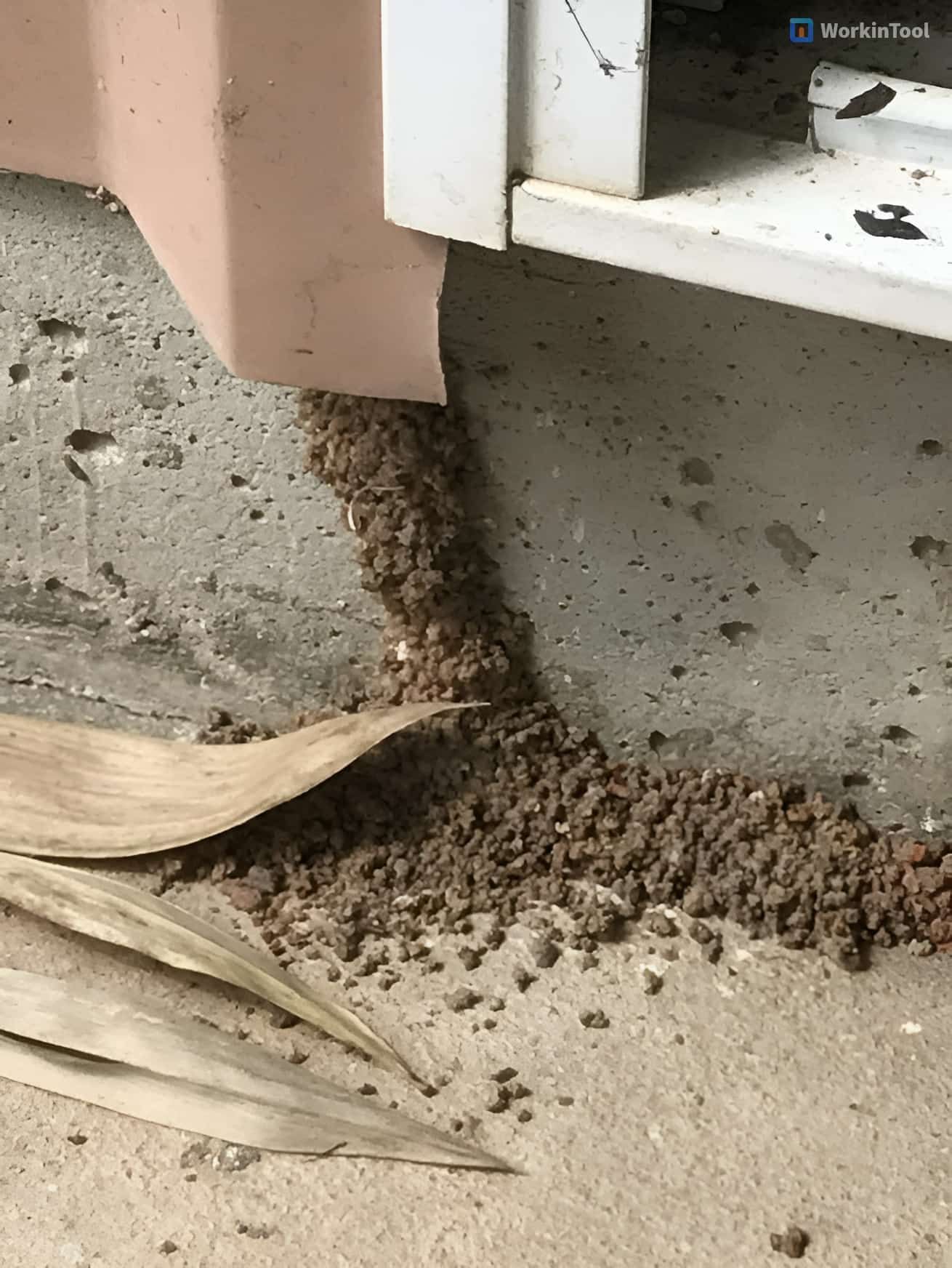 Termites Nesting Within Metal Sheets — Arafura Pest Control Darwin In Yarrawonga, NT