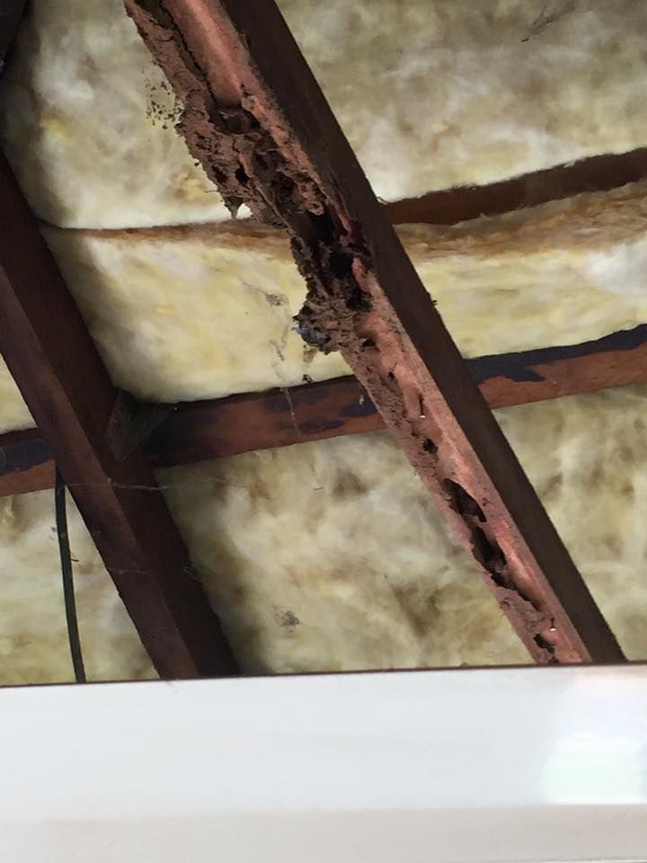Termite-Damaged Wooden Beam in An Attic — Arafura Pest Control Darwin In Yarrawonga, NT