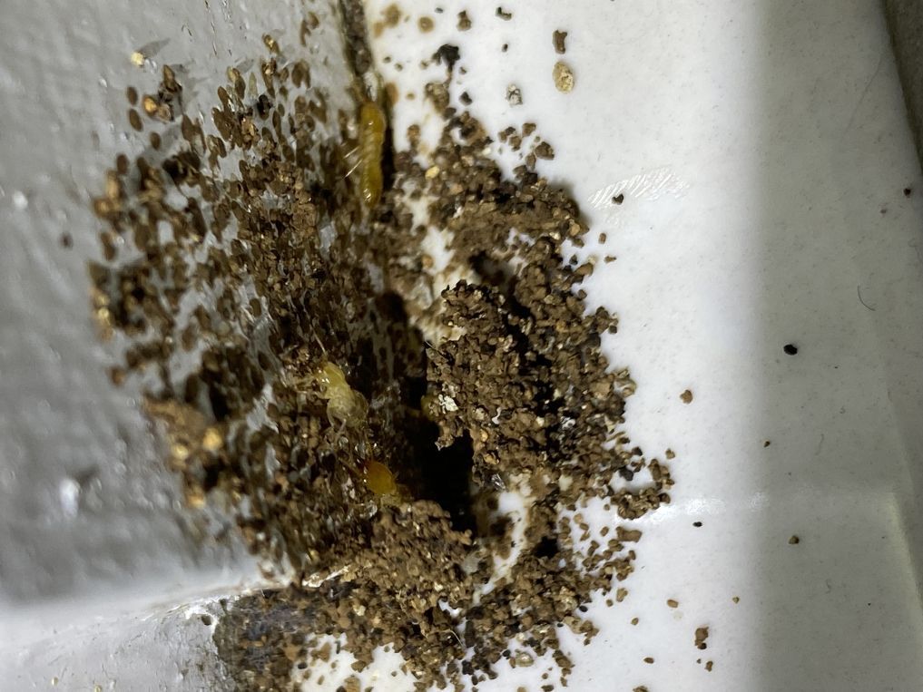 Close-Up of A Dark Hole Surrounded by A Pile of Brown Debris — Arafura Pest Control Darwin In Yarrawonga, NT