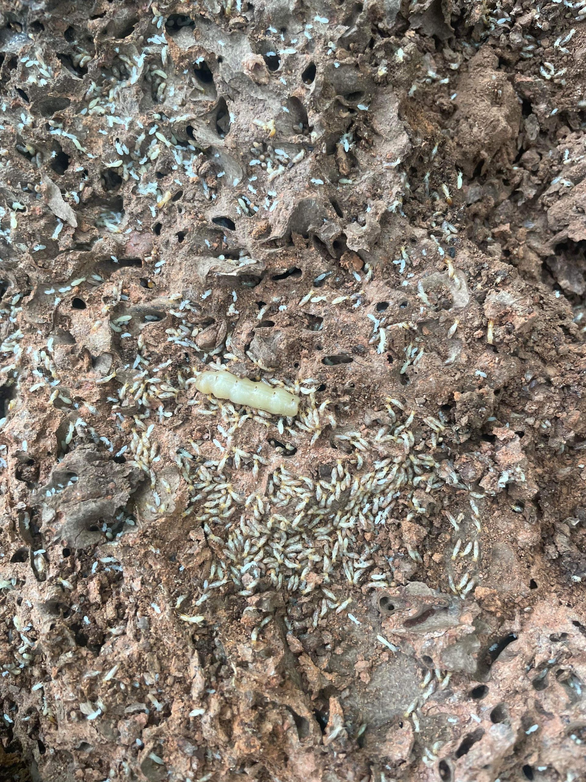 Two Termites Are Crawling Out Of A Hole In A Piece Of Wood  — Arafura Pest Control Darwin In Yarrawonga, NT