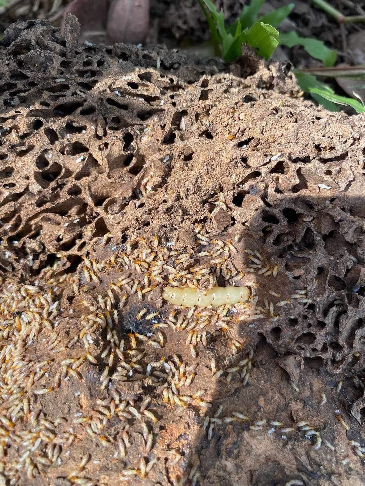 A pile of termites laying on top of a pile of dirt.