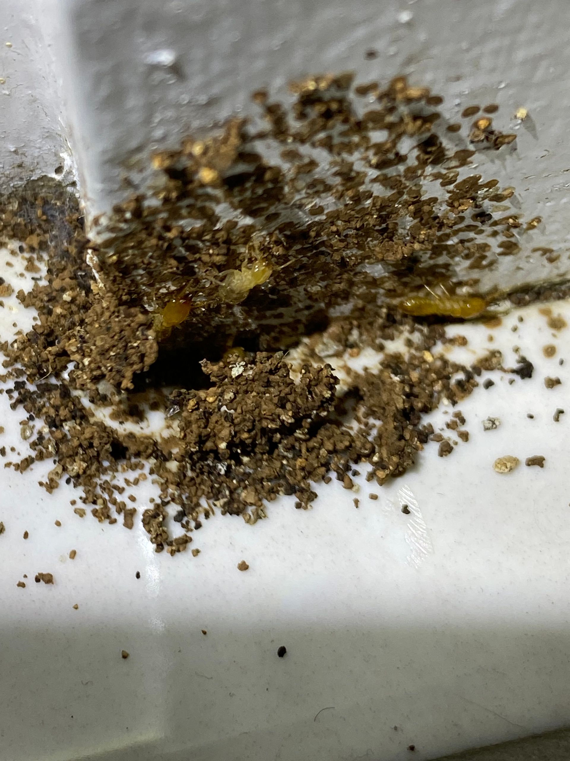 A Spider Hangs From a Tree Branch in a Web — Arafura Pest Control Darwin In Yarrawonga, NT