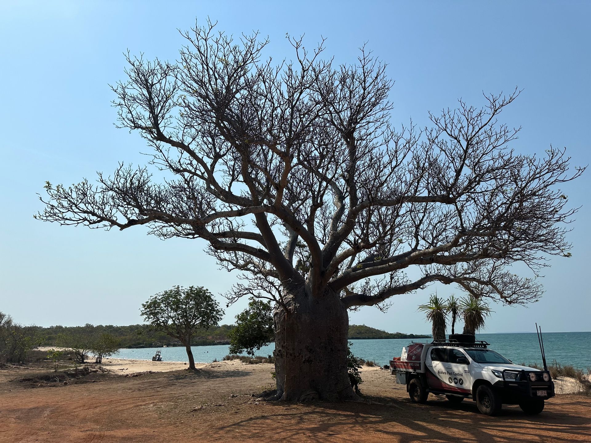 A car is parked under a tree near the ocean