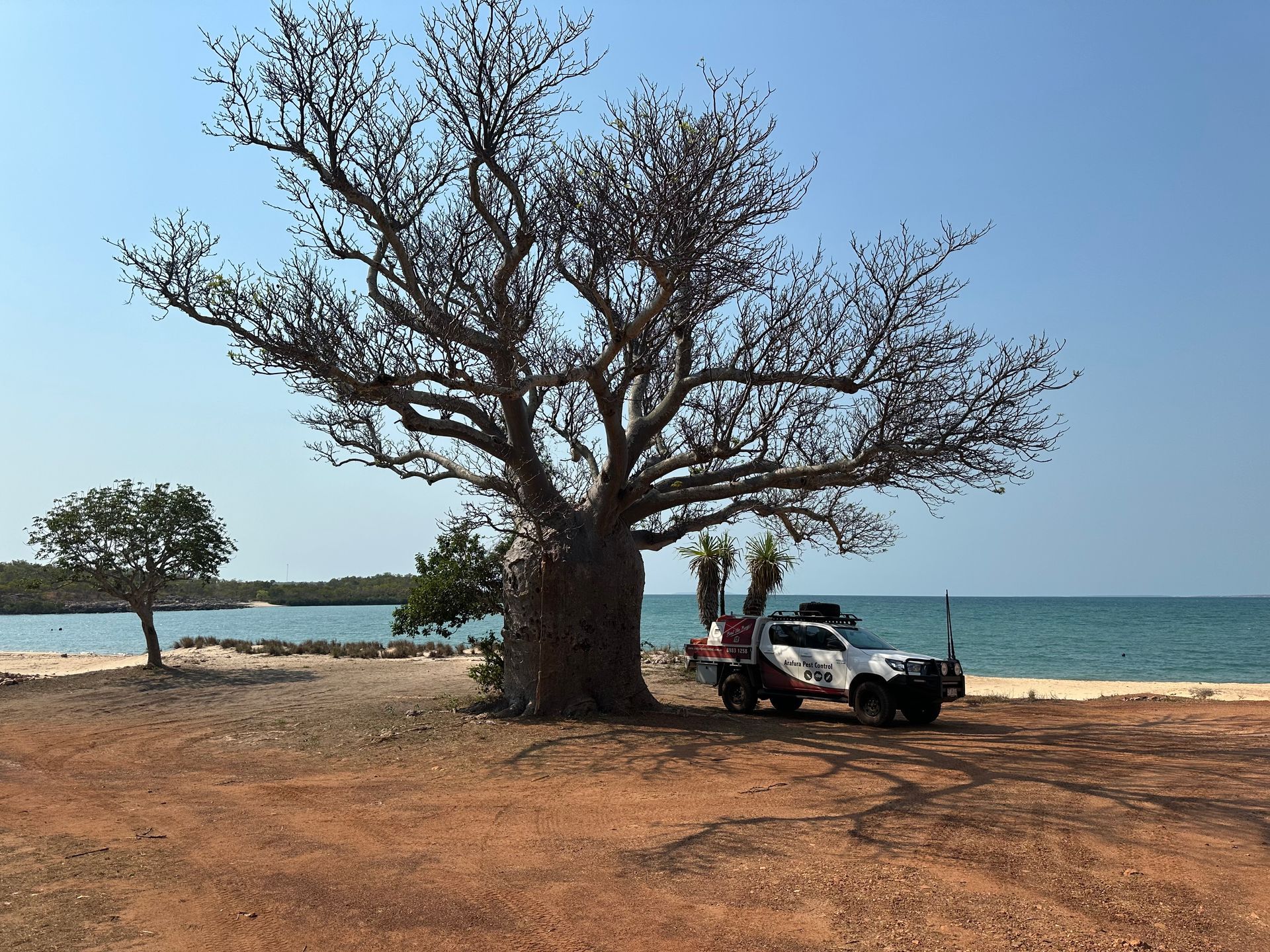 A car is parked under a tree near the ocean