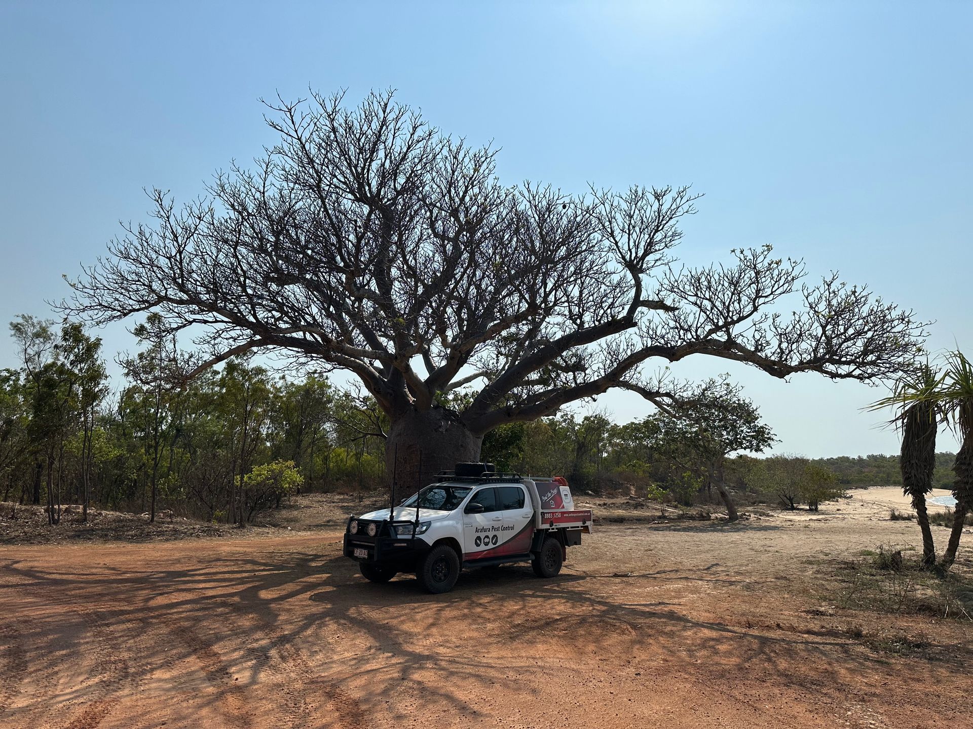 A truck is parked under a tree in the middle of a dirt road.