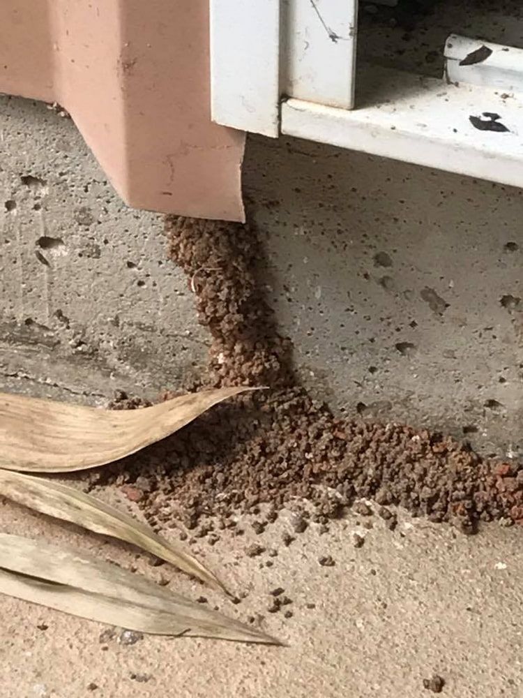 Brown Frass Trail Along Concrete Floor Likely Indicating Termite Activity — Arafura Pest Control Darwin In Yarrawonga, NT