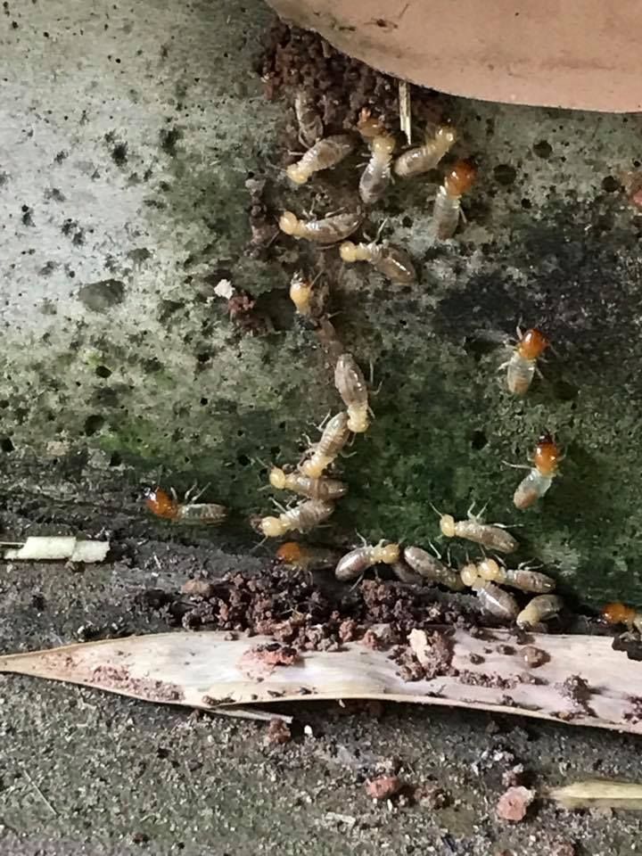 Termites Crawling on A Mossy Concrete Surface — Arafura Pest Control Darwin In Yarrawonga, NT
