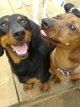 Happy Dogs — American Board of Veterinary Practitioners in Richmond, VA