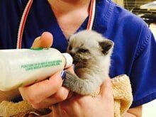 Bottle feeding kitten — American Board of Veterinary Practitioners in Richmond, VA