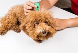 Parasite control of pet —  Full Service Grooming Services in Richmond, VA