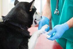 Injury treatment of a dog —  Full Service Grooming Services in Richmond, VA