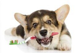 Dog biting a toothbrush —  Full Service Grooming Services in Richmond, VA