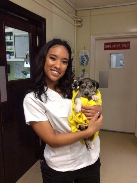 Animal Hospital — Girl carrying a puppy in Richmond, VA