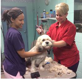 Dog Grooming — Trupanion in Richmond, VA