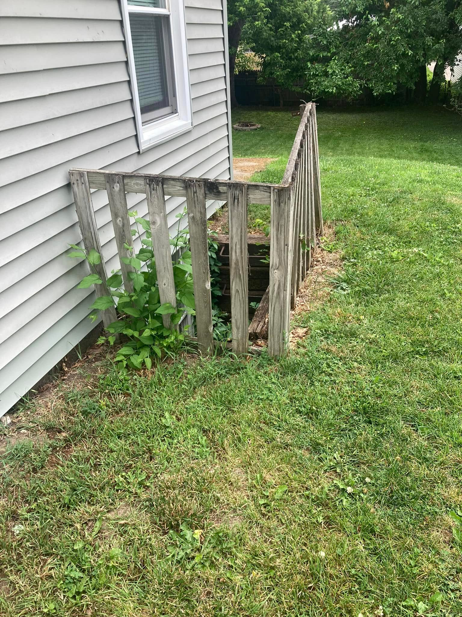 Dilapidated wooden cellar door opening next to a white house wall, with overgrown vegetation.