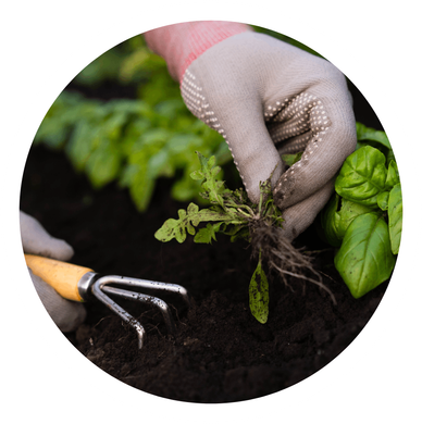 a person is planting a plant in the soil with a rake