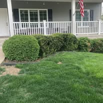 Dilapidated wooden cellar door opening next to a white house wall, with overgrown vegetation.