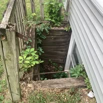 Dilapidated wooden cellar door opening next to a white house wall, with overgrown vegetation.
