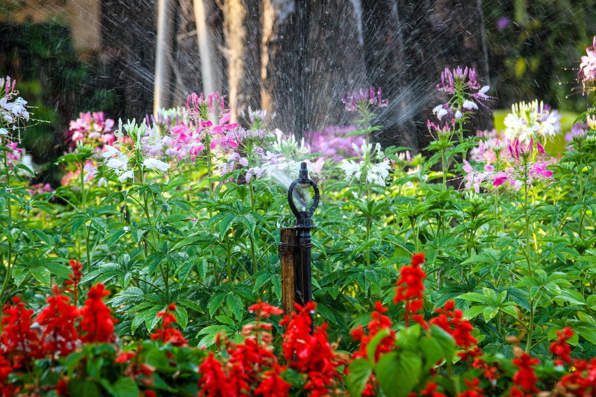 A sprinkler is spraying water in a garden of flowers.