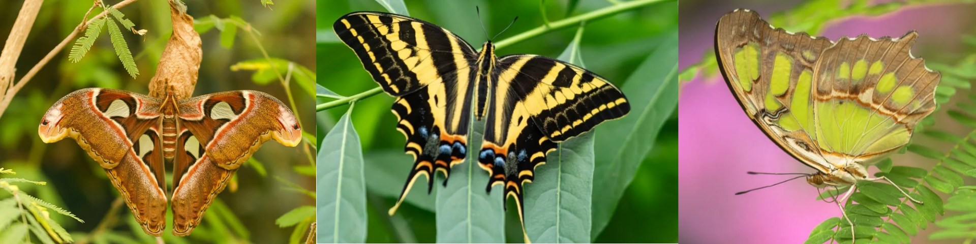 Drie kleurrijke vlinders: een bruine, een zwart-gele en een groene.