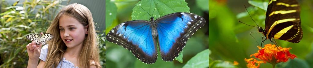 Een meisje met lang haar en vlinders. Een blauwe vlinder en een andere met zwarte strepen op oranje bloemen.