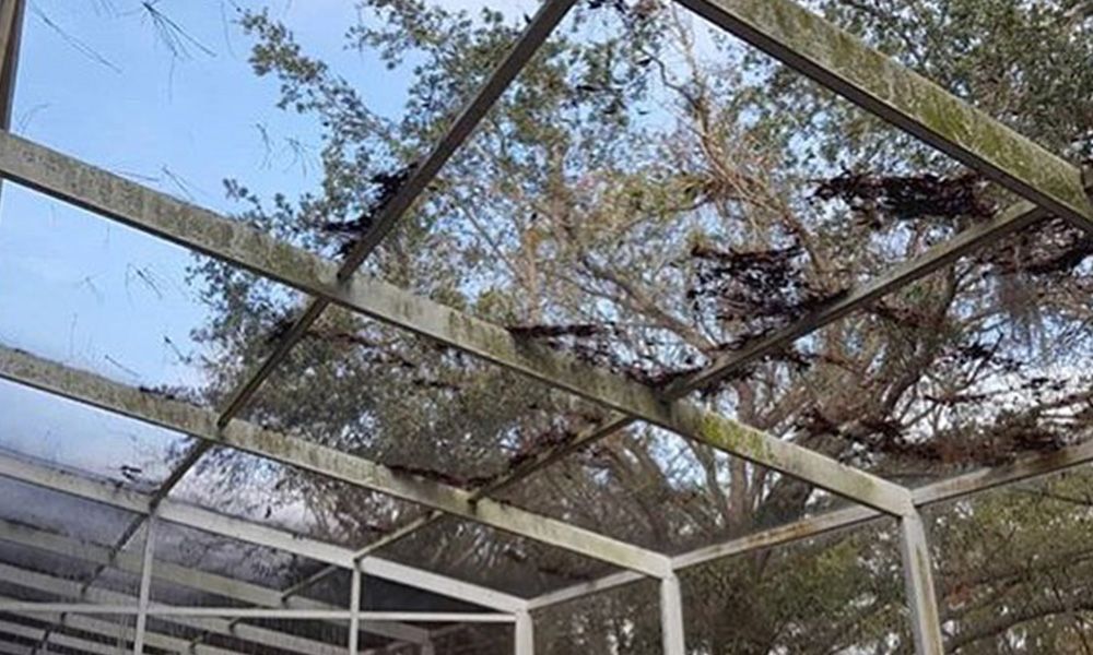 A roof of a screened in porch with trees in the background.