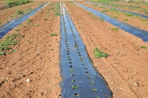 production de vin rosé