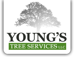 Young's Tree Services LLC