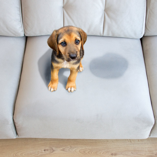 Dog On Sofa - Greenville, NC - Jansen Upholstery & Carpet Cleaning