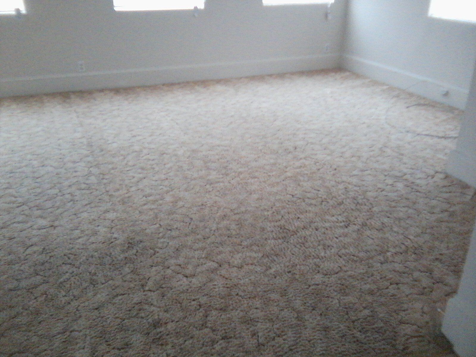 White Carpet After - Greenville, NC - Jansen Upholstery & Carpet Cleaning