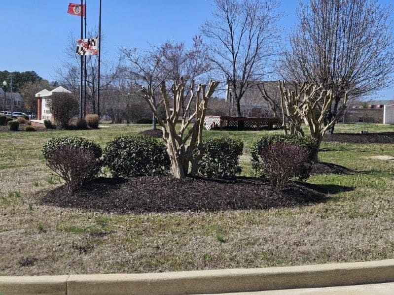 A park with trees and bushes and a flag in the background
