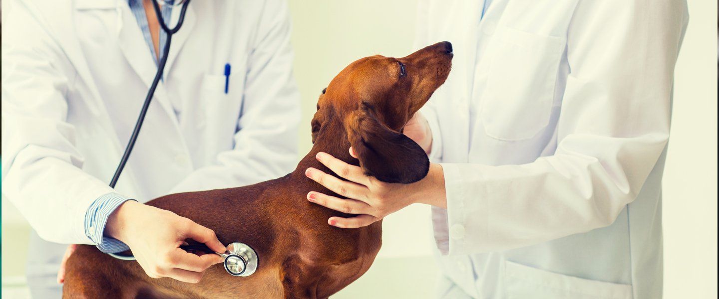 veterinario che ausculta un cane