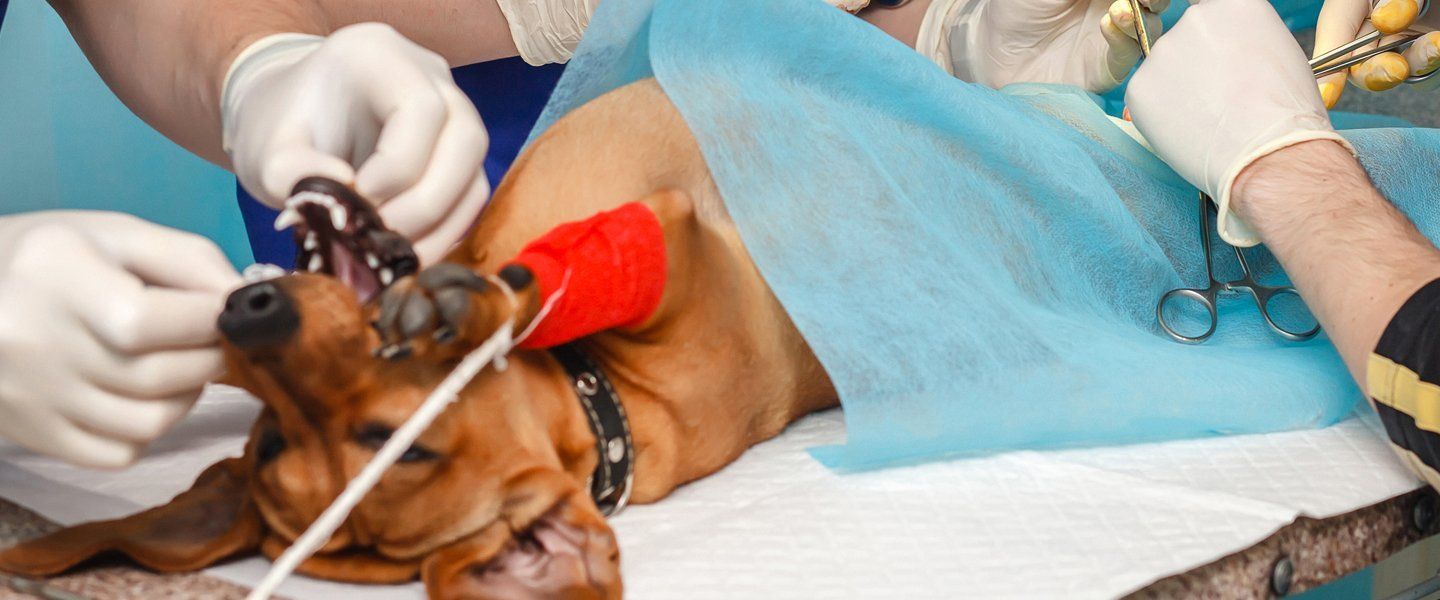 cane durante operazione chirurgica