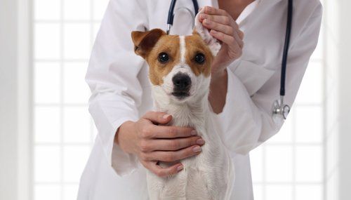 veterinario mentre controlla la orecchie di un cane