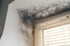 Mold growing on a wall and ceiling near a window with closed blinds.