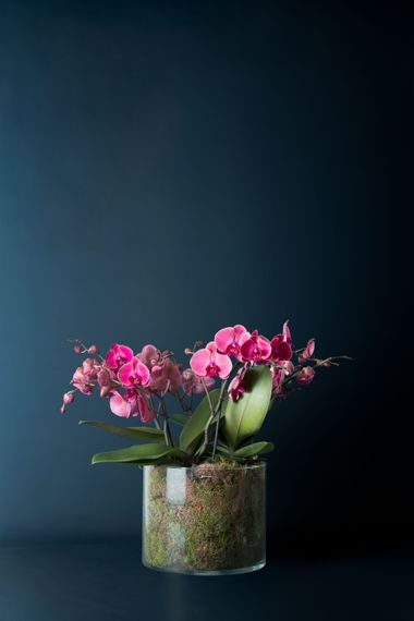 Un'orchidea falena in vaso con vivaci fiori color magenta in un vaso cilindrico trasparente su uno sfondo blu scuro.