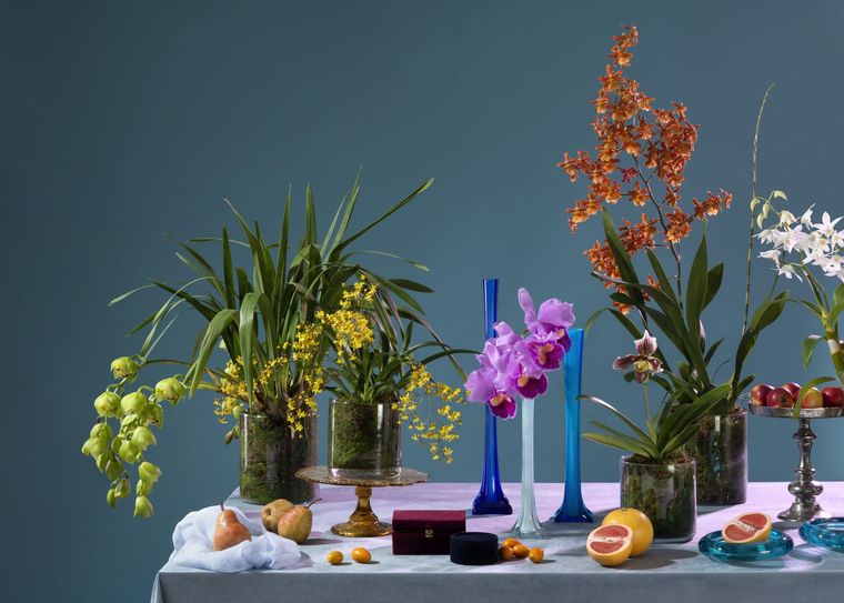 Orchidee in vari vasi, pere e agrumi sono disposti su una superficie chiara contro uno sfondo grigio-blu.