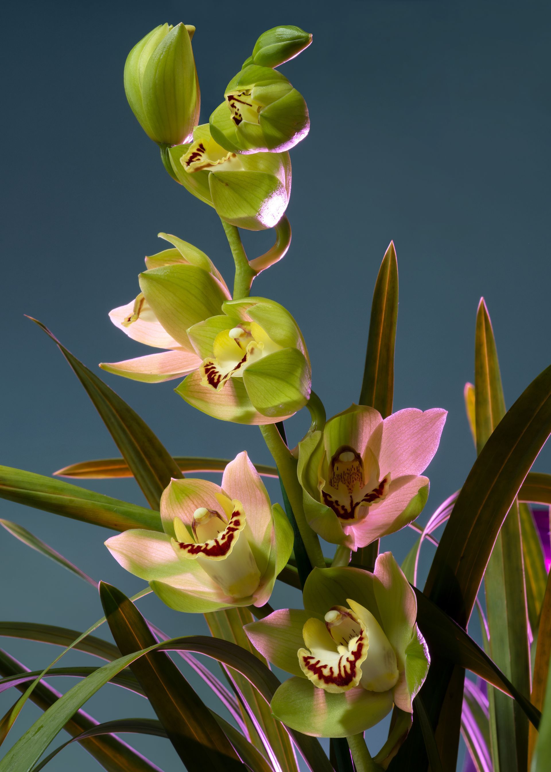 Orchidee verdi e crema con centro rosso scuro e foglie lunghe e sottili.