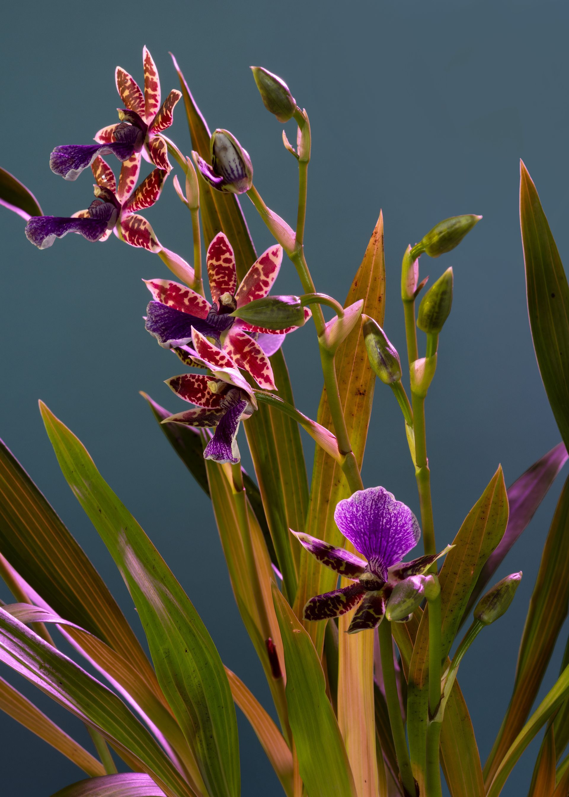 Fiori e boccioli di orchidee maculati di viola e rosso con foglie verdi su uno sfondo verde acqua.