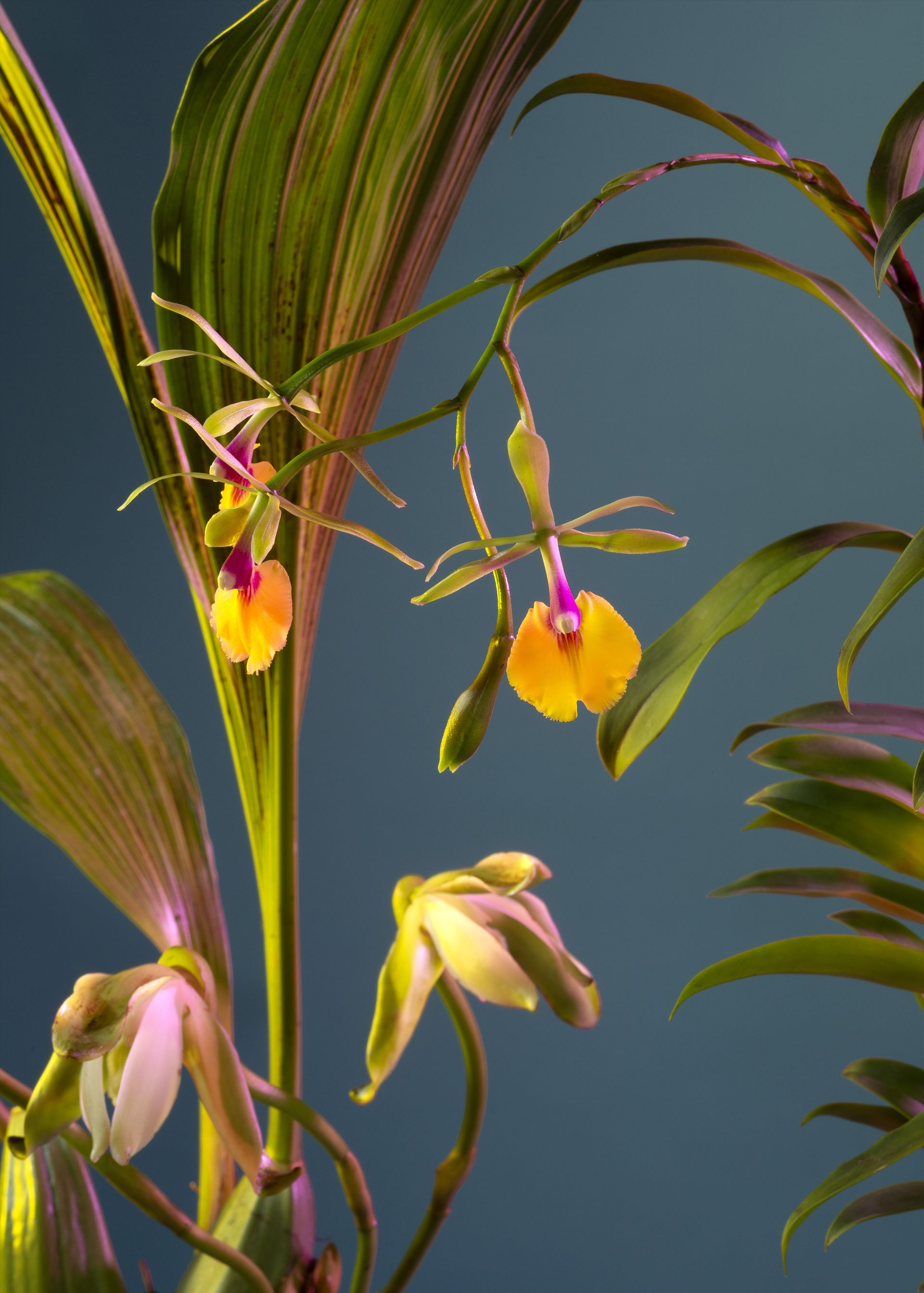 Fiori di orchidea gialli e viola con foglie verdi su sfondo blu.