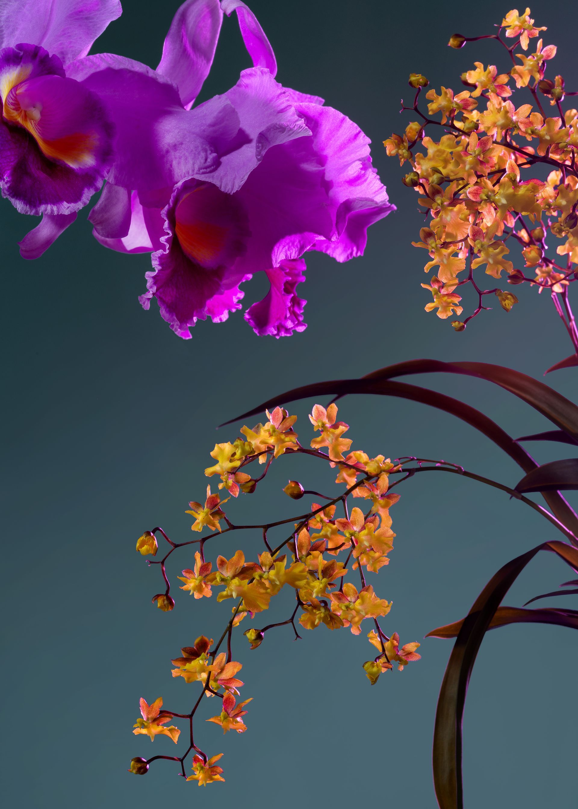 Orchidea viola e fiori gialli su uno sfondo verde acqua scuro.