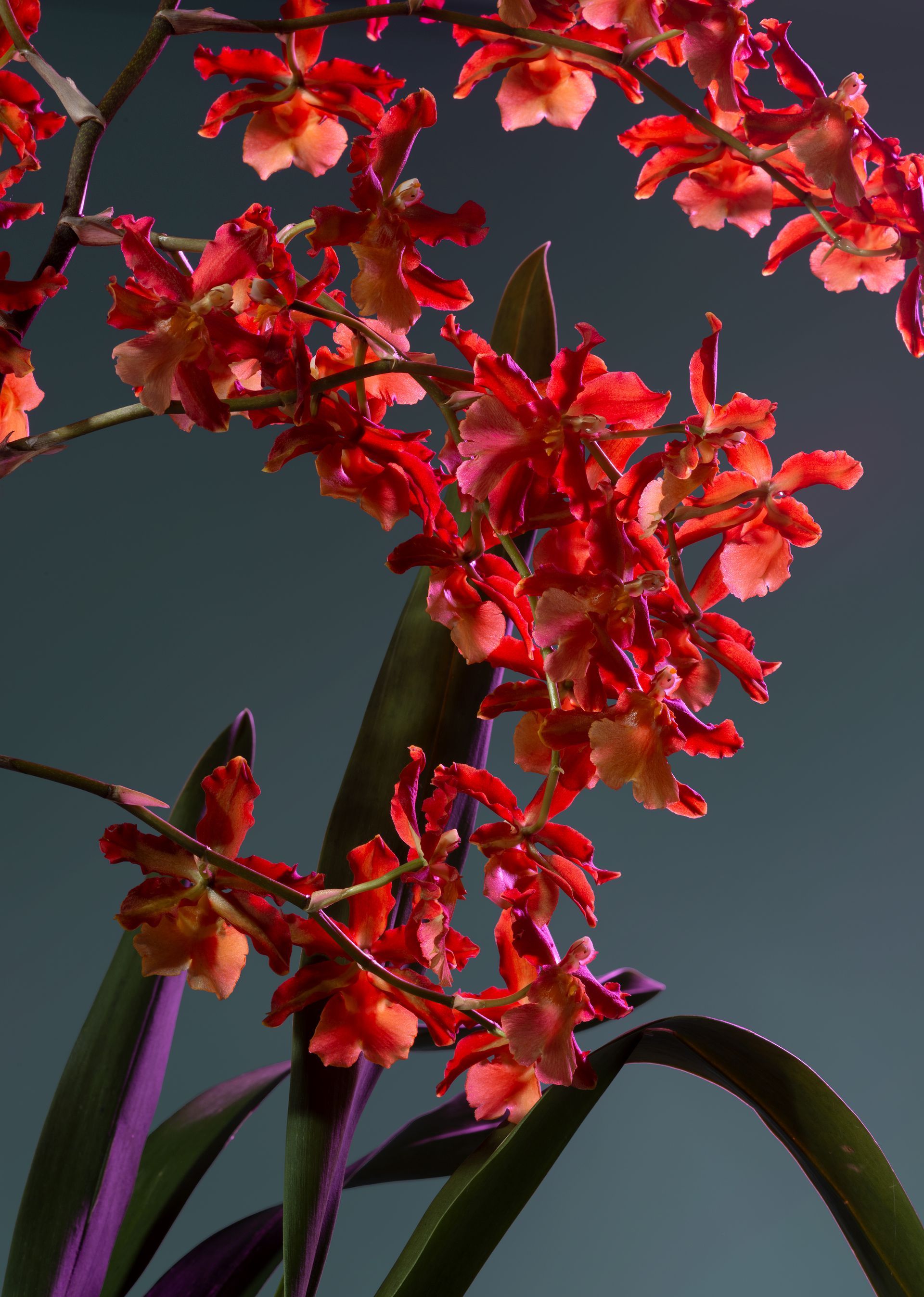 Fiori di orchidea rossi e arancioni che scendono a cascata verso il basso su uno sfondo blu-verde.