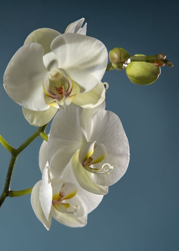Orchidee bianche con boccioli verdi disposte su uno stelo su uno sfondo azzurro tenue.