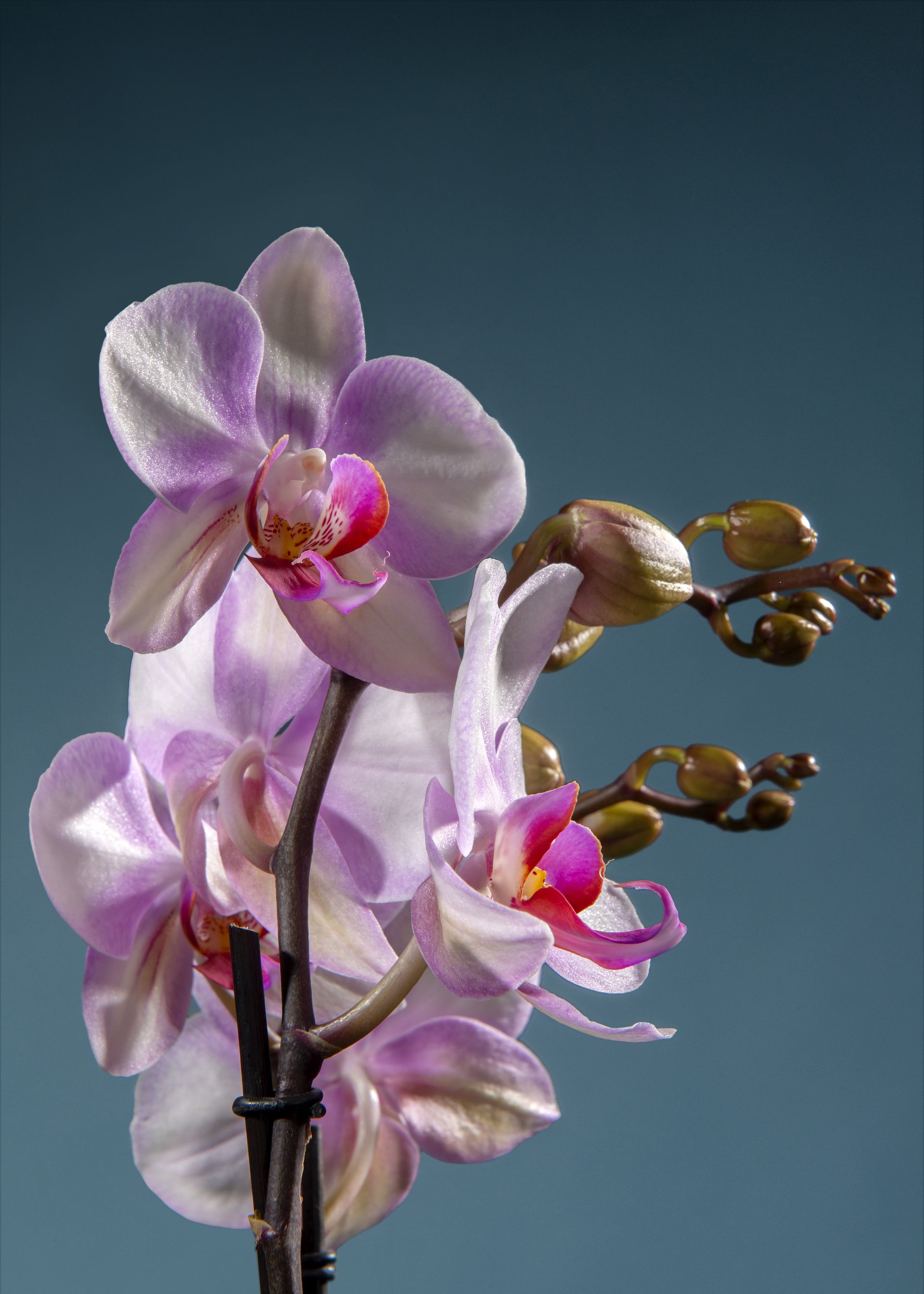 Fiori di orchidea rosa e lavanda in fiore, con boccioli, su uno sfondo verde acqua.