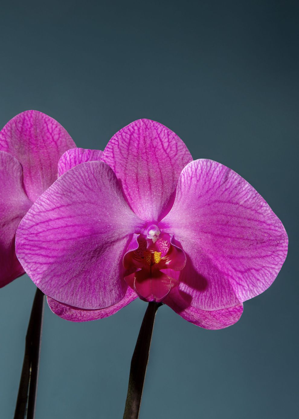 Orchidea fucsia