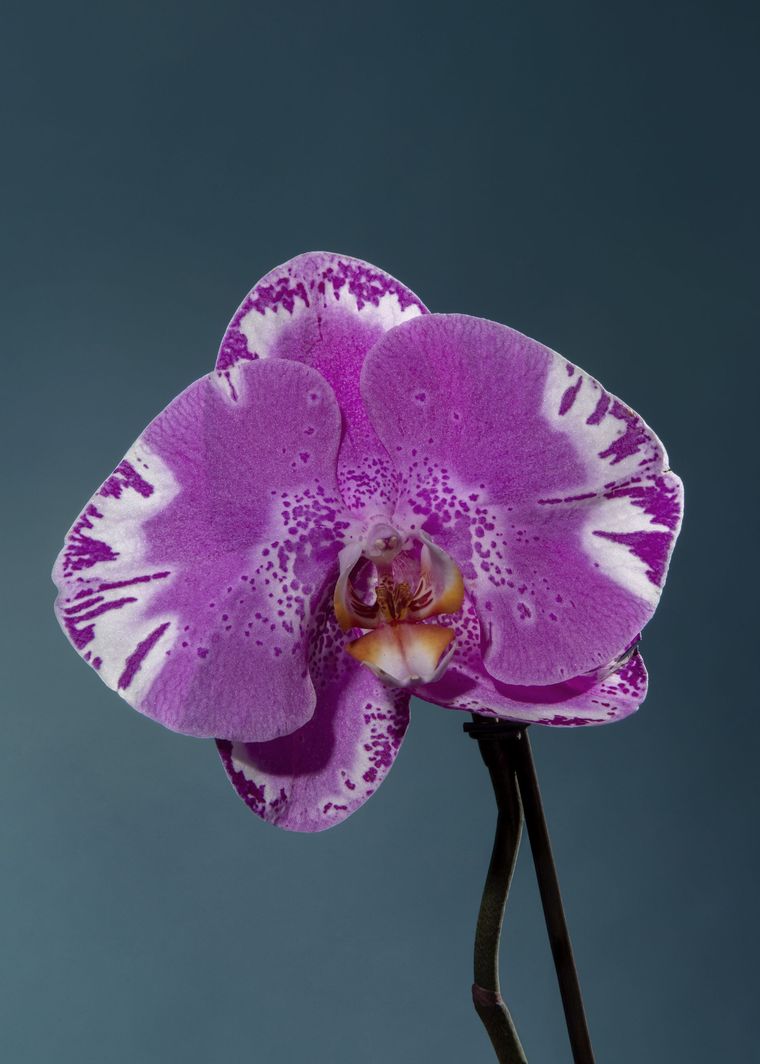 Un singolo fiore di orchidea falena viola con bordi bianchi increspati e centro giallo, su uno sfondo blu uniforme.